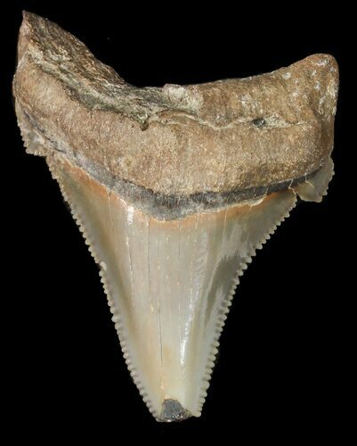 Fossil Angustidens Shark Tooth - Megalodon Ancestor #46847